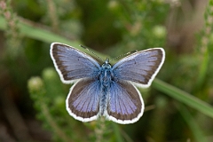 David Plant Photography - Wildlife Photography - Silver studded blue - E